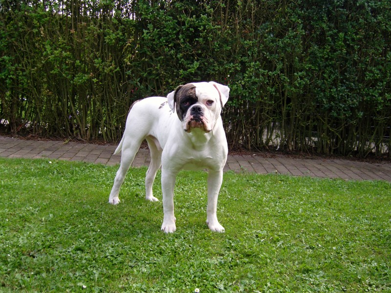 Afbeelding